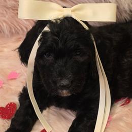 Holly - Black and white female Bernedoodle puppy in Eatonville, Washington from Mt. Rainier Doodle Dogs