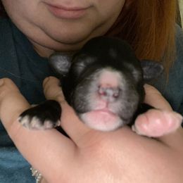 Schnoodle Puppies from Noodle Tings Puppies