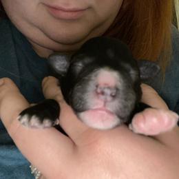 Schnoodle Puppies from Noodle Tings Puppies
