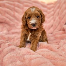 Warner - Red  male Goldendoodle puppy in Moses Lake, Washington from Macy Meadows Doodles