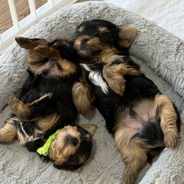Yorkshire Terrier Puppies from Palmridge Show Dogs