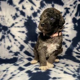 Luna - Tri-color female Bernedoodle puppy in Battle Creek, Michigan from T-Rose’s Bernedoodle & Pomsky Puppies