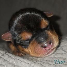 Thor - Black and tan male Yorkshire Terrier puppy in Vancouver, Washington from Yorkastle Kennels