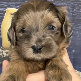 Wednesday - Cockapoo puppy in Salem, Oregon from Capital Doodles