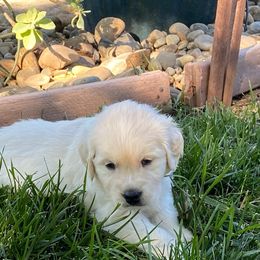 Boy 1 - Light golden Golden Retriever puppy in Shingle Springs, California from Golden State Goldens
