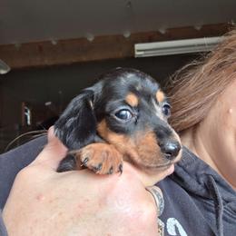 Black and tan dapple smooth girl more black - Dapple female Dachshund puppy in Caldwell, Idaho from Dozendachs