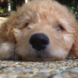 Double Doodles, Goldendoodles, and Labradoodles from Dixie Magnolia Doodles