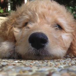 Double Doodles, Goldendoodles, and Labradoodles from Dixie Magnolia Doodles