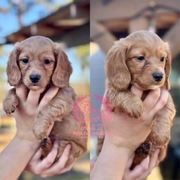 Brü - Red female Dachshund puppy in Hornbeck, Louisiana from A&Z Mini Dachshunds