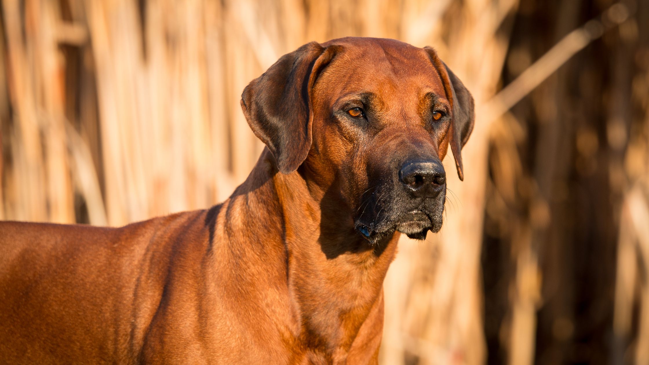 Trained rhodesian best sale ridgeback for sale