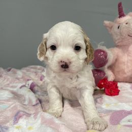 Cockapoo and Pomeranian Puppies from Luna Kennel