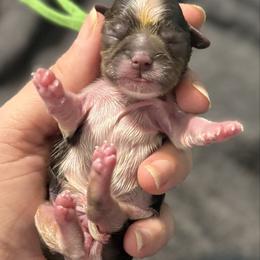 Green boy - Liver and white male Shih Tzu puppy in Berkeley Springs, West Virginia from Sandridge Shih Tzus