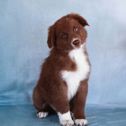 Boy 2 - Red Australian Shepherd puppy in Willcox, Arizona from Narita Farms Aussies