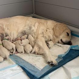 Strawberry (light pink) - Light golden female Golden Retriever puppy in Severance, Colorado from Kiersten's Goldens