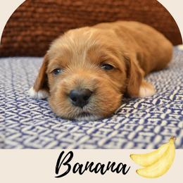 Banana - Apricot female Goldendoodle puppy in Batavia, Ohio from Cozy Cove Goldendoodles