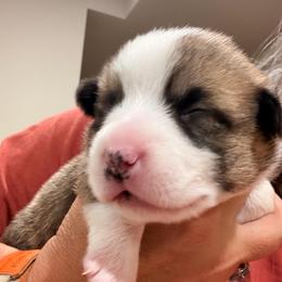 Nala - Yellow girl - Red female Pembroke Welsh Corgi puppy in Woodinville, Washington from Heatherland Corgis