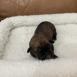 Boy 2 - Fawn male Cane Corso puppy in San Isidro, Texas from MTZCC Ranch, LLC