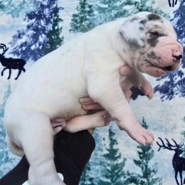 Meringue pie - Blue and white male Great Dane puppy in Monroe County, Pennsylvania from Poke-A-Nose Danes