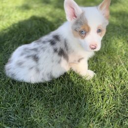 American Corgi and Pembroke Welsh Corgi Puppies from Beebe’s Corgis