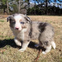 Girl 1 - Blue merle female Border Collie puppy in Piedmont, South Carolina from Soaring Borders Border Collies