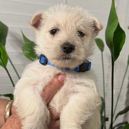 Mr. Navy Blue - Wheaten male Scottish Terrier puppy in California from CVS Scottish Terriers/ Giant Schnauzers