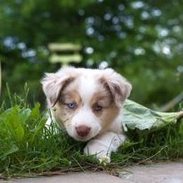 Miniature American Shepherd Puppies from Birchview Miniature American Shepherds