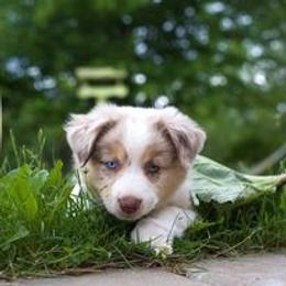Miniature American Shepherd Puppies from Birchview Miniature American Shepherds