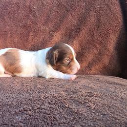 Dapple Piebald Boy - Dapple male Dachshund puppy in Choctaw, Oklahoma from TS Performance Horses & Dachshunds