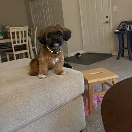 Shih Tzu All Grown Up from Wilson Kennel