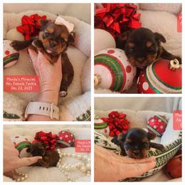 Yorkshire Terrier puppies from Mandy's Miracles