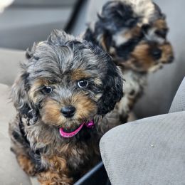 Aussiedoodle, Cockapoo, and Goldendoodle Puppies from Hilltop Doodles KY LLC