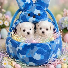 Shichon and Shih Tzu Puppies from Angie’s Teddy Bear Puppies Minnesota