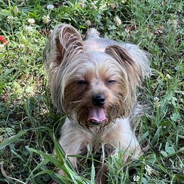 Lucie - Yorkshire Terrier