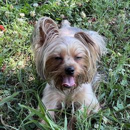 Lucie - Yorkshire Terrier