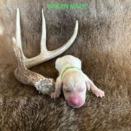 Labrador Retriever Puppies from TGO shed antler dogs