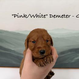 Demeter - Dark golden female Golden Retriever puppy in Weston, Missouri from Love is Golden