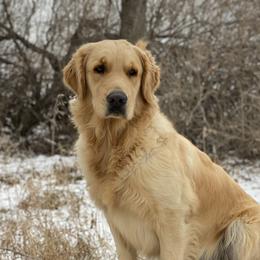 Ginger - Golden Retriever