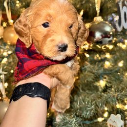 Goldendoodle Puppies from Duck River Goldendoodles