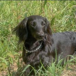 Rosie Posie - Dachshund