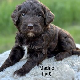 Madrid - Chocolate Goldendoodle puppy in Colorado Springs, Colorado from Shining Star Doodles