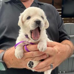 Ms. Purple - Light golden female Golden Retriever puppy in Crestview, Florida from Pushin’ Sand Goldens