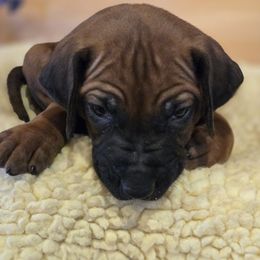 Green collar.... Murtagh - Rd whtn blk nose male Rhodesian Ridgeback puppy in Gaffney, South Carolina from Circle D Farms