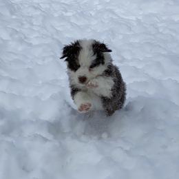 Aussiedoodle and Australian Shepherd Puppies from SS Australian Shepherds