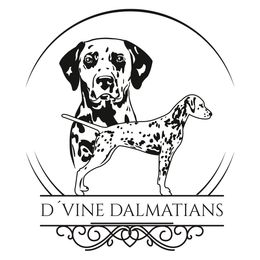 Dalmatian puppies from D'vine Dalmatians