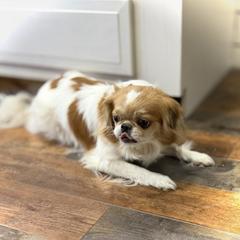 Japanese Chin puppies from Uniquely Yours, Shelly’s Japanese Chins