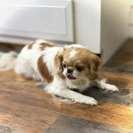 Japanese Chin puppies from Uniquely Yours, Shelly’s Japanese Chins