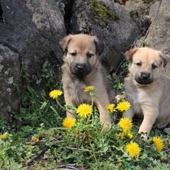 Chinook Puppies from Vanguard Chinooks