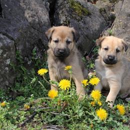 Chinook Puppies from Vanguard Chinooks