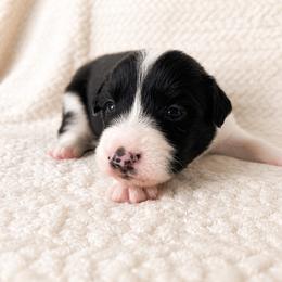 Finn - Male - Black and white male Border Collie puppy in Avery, Texas from Willa Creek Border Collies