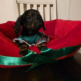 Maggie - Black and tan female Dachshund puppy in Magnolia, Texas from J&R Macias Dachshunds